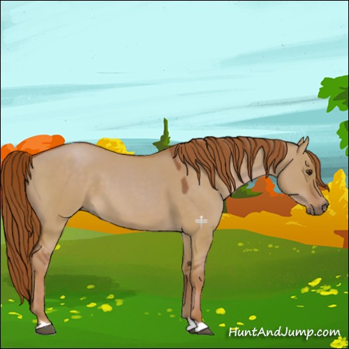 Horse Color:Red Dun 