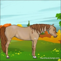 Horse Color:Red Dun