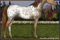 Horse Color:Red Dun Appaloosa 