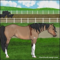 Horse Color:Bay Dun