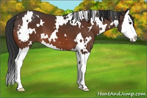 Horse Color:White Spotted Brown Splash 