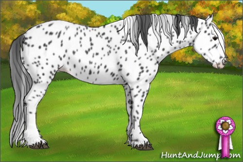 Horse Color:Black Appaloosa 
