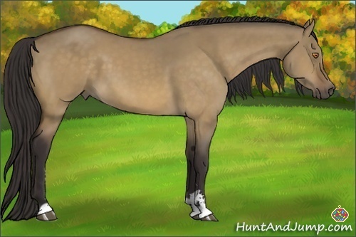 Horse Color:Buckskin Dun Sabino 