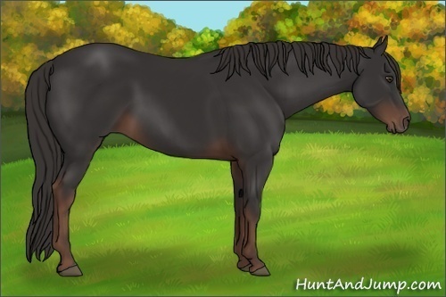 Horse Color:Liver Chestnut Sabino 