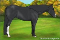 Horse Color:Black 