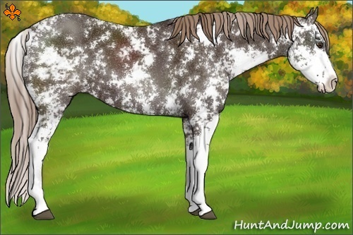 Horse Color:Liver Chestnut Sabino 
