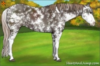 Horse Color:Liver Chestnut Sabino