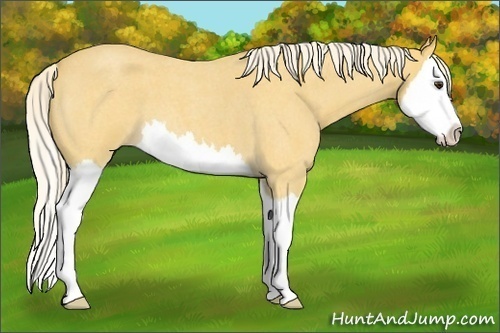 Horse Color:Palomino Roan Splash 