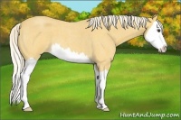 Horse Color:Palomino Roan Splash 