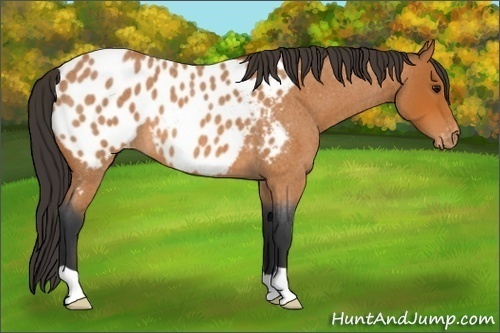Horse Color:Bay Roan Appaloosa 