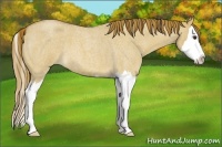 Horse Color:Red Dun Roan Splash