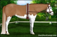 Horse Color:Red Roan Sabino Splash 