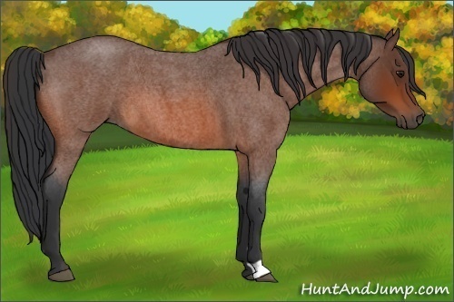 Horse Color:Bay Roan 