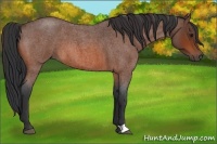 Horse Color:Bay Roan 