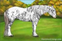 Horse Color:Black Splash Tobiano Appaloosa  and Gray Black Splash Tobiano Appaloosa 