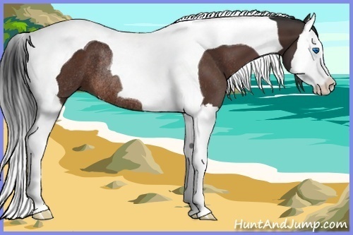 Horse Color:Brown Splash Tobiano Rabicano 