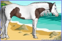 Horse Color:Brown Splash Tobiano Rabicano
