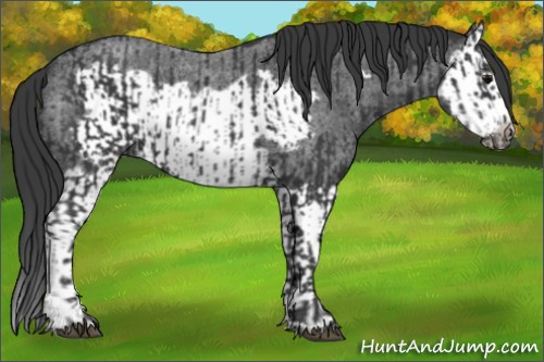 Horse Color:Black Splash Frame  and Blue Roan Splash Frame 