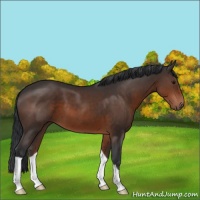 Horse Color:Brown 