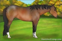 Horse Color:Brown 