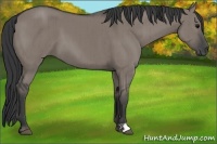Horse Color:Grullo Brindle 