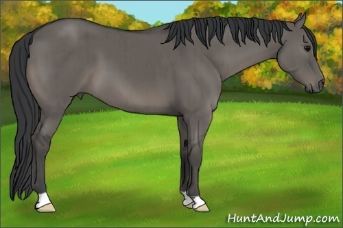 Horse Color:Grullo Brindle 