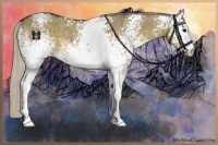 Horse Color:White Spotted Silver Smoky Grullo