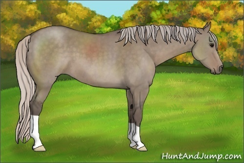 Horse Color:Silver Grullo