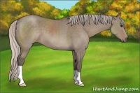 Horse Color:Silver Grullo