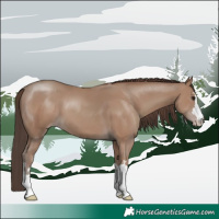 Horse Color:Classic Champagne 