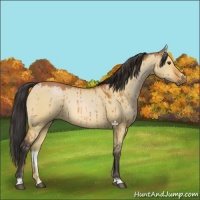 Horse Color:Bay Dun Sabino Brindle 