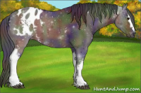 Horse Color:Gray Nacre White Spotted Bay Appaloosa 