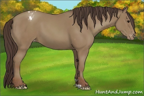 Horse Color:Classic Champagne Appaloosa