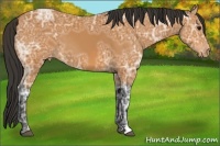 Horse Color:Bay Ice Appaloosa