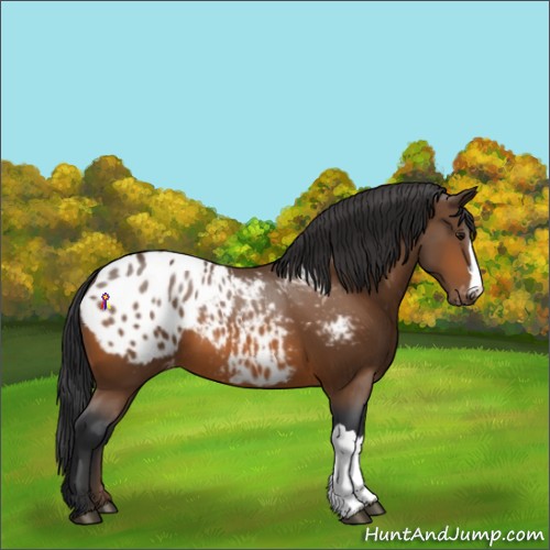 Horse Color:Bay Appaloosa