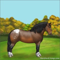 Horse Color:Bay Appaloosa