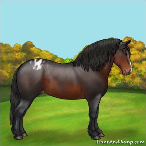 Horse Color:Brown Appaloosa