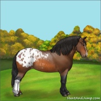 Horse Color:Bay Appaloosa Rabicano 