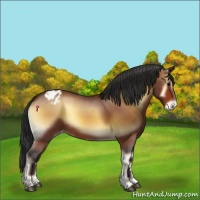 Horse Color:Bay Onyx Appaloosa Rabicano 