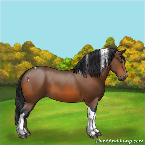 Horse Color:Bay Tobiano Rabicano 