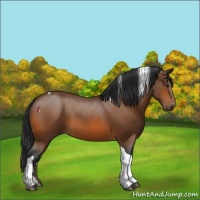 Horse Color:Bay Tobiano Rabicano 