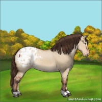 Horse Color:Brown Dun Appaloosa