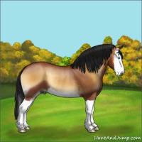 Horse Color:Gray Bay Onyx Splash Rabicano