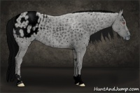 Horse Color:ERROR: UNKNOWN ANOMALY