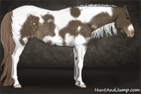 Horse Color:White Spotted Chocolate Palomino Tobiano Frame Appaloosa Rabicano 