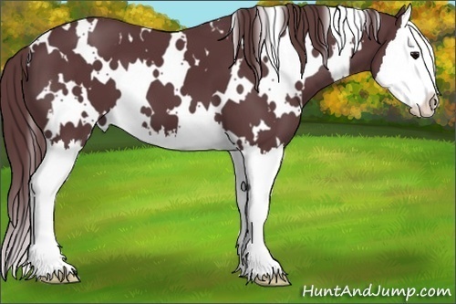 Horse Color:White Spotted Chocolate Black Sabino Splash