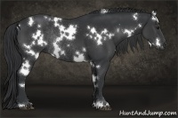 Horse Color:White Spotted Black Rabicano 