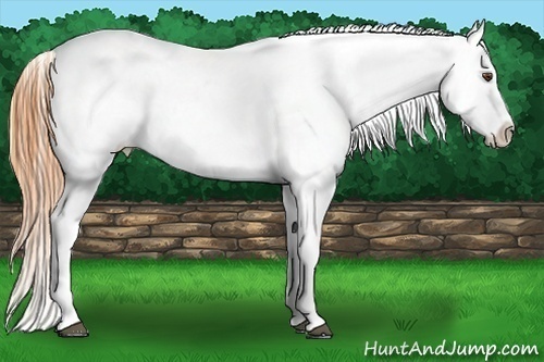 Horse Color:Buckskin Roan Dun Sabino Frame Varnish 