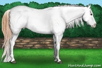 Horse Color:Buckskin Roan Dun Sabino Frame Varnish