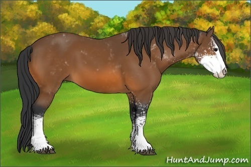 Horse Color:Bay Sabino 